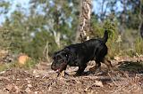 JAGDTERRIER ALLEMAND 050